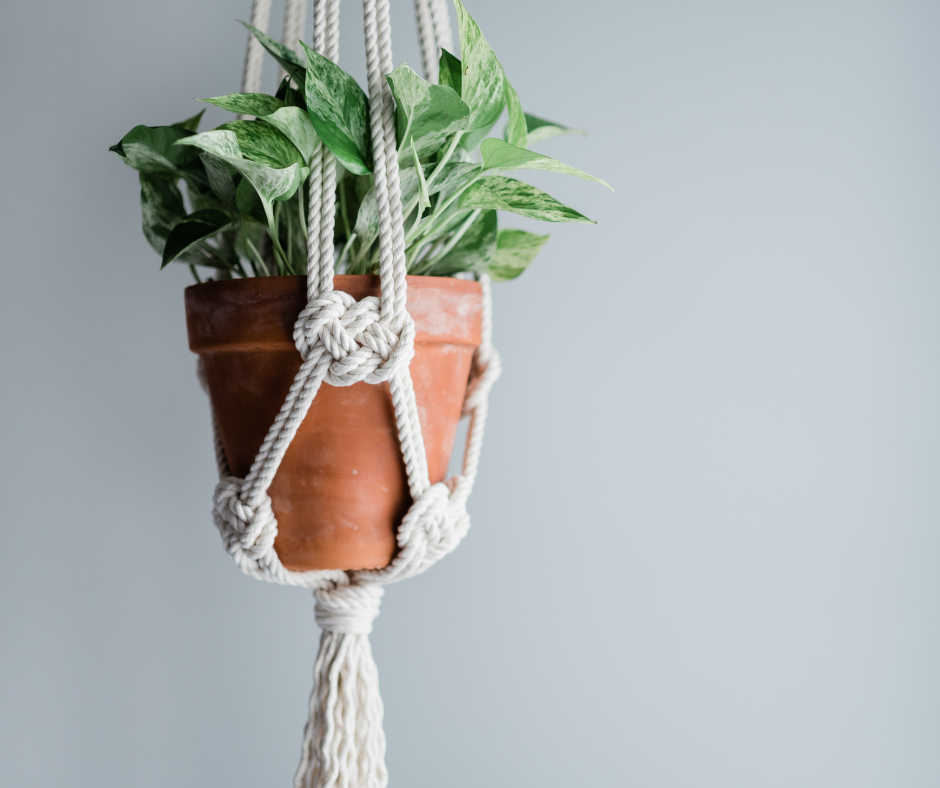 Plant hanging in macrame holder